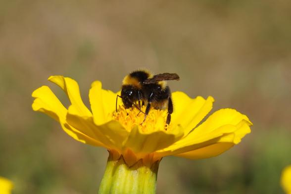 The picture shows a bee sitting on a yellow flower