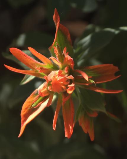 Sunlit orange and green flower