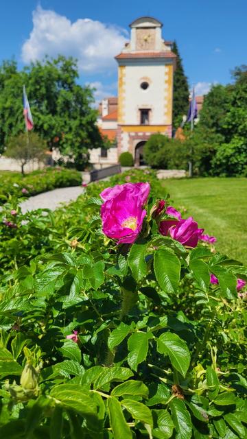 pink rose infront and a castle in the back