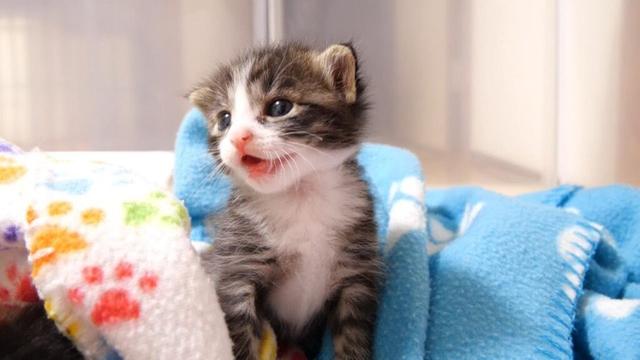 ママにかわいいお願いをする子猫。眠たいから毛布かけてくださいな。【赤ちゃん猫　保護猫】