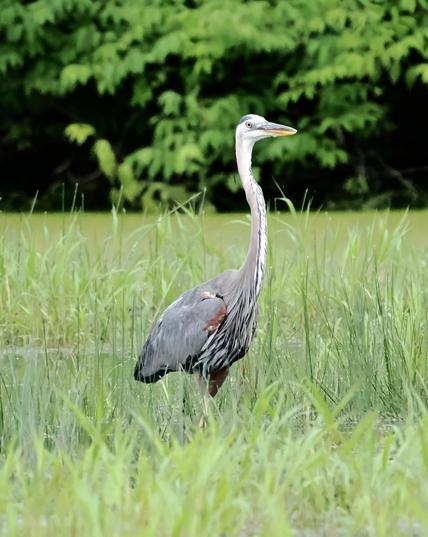 I spotted a great blue heron standing in the shallows of a pond, fishing. A great blue heron is more gray than blue with a long white neck and a yellow eye and beak. They will eat anything they can catch (like fish, frogs, ducklings, rodents, even gophers).  I've never gotten close enough to one to stand next to it, but I think this one would be about the same height as me.