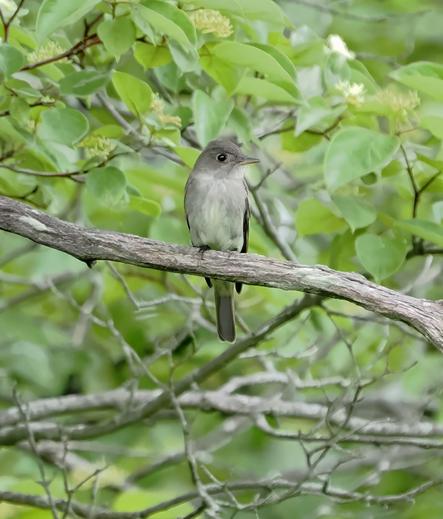 You don't see these beauties very often. This is an eastern wood peewee. It's a medium sized bird, bland looking, with olive drab feathers and an off white chest and belly. But when it sings, you can see where it got its name. https://www.allaboutbirds.org/guide/Eastern_Wood-Pewee/sounds