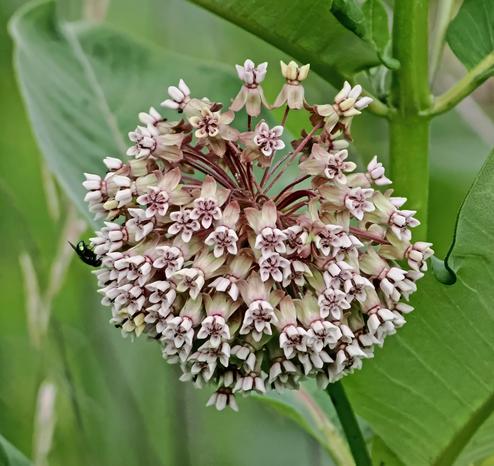Common milkweed blooms are clusters of tiny flowers grouped together in a spherical ball. They are very popular with insects and you will find all kinds of beetles, butterflies, bees, etc. nectaring on the flowers. However, it's toxic to human and many mammals.