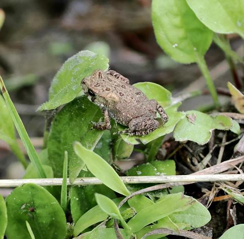 It's been raining A LOT in the past month and there are small persistent puddles and pools everywhere. Near those tiny bodies of water, there are lots of tiny frogs. This one is maybe an inch in length. I only saw it when he jumped out of my way, as I stepped over a puddle on the trail. I don't know what kind of frog it is, but it's brown with darker brown spots, especially on its legs and with slightly darker brown spots, outlined in black, on its back.