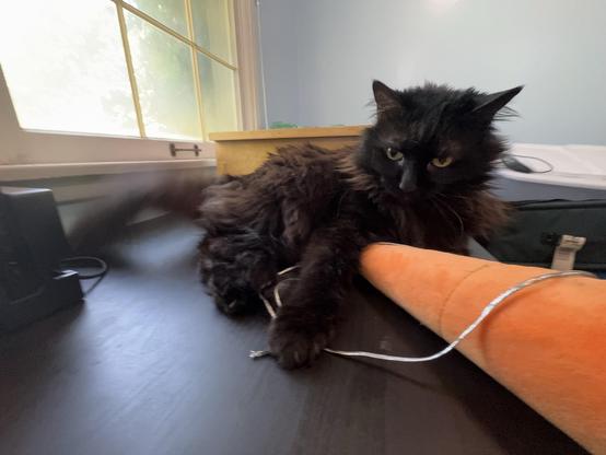 A black fluffy cat is lounging on a dark surface next to a bright orange object, likely a toy or cushion. The cat has an attentive expression, and its tail is blurred, suggesting movement. Natural light filters through a nearby window.