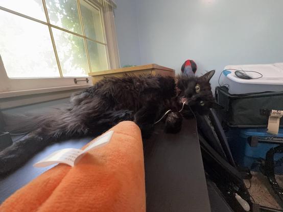 A black, fluffy cat lies on a surface next to an orange item, with one paw hanging off the edge. The cat is playfully looking at the camera while sticking out its tongue. Sunlight filters through a window in the background, and there