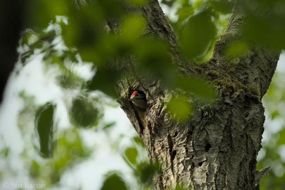 A photograph of a juvenile Great Spotted Woodpecker peeking out of its nest hole. Green leaves are out of focus in the foreground framing the bird and its hole