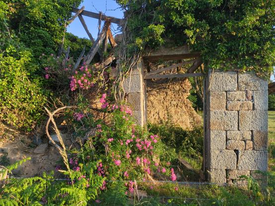 Une ruine sur laquelle grimpe un rosier