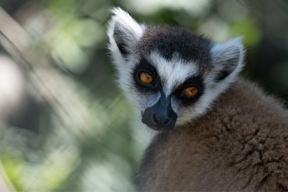 Portrait of a lemur.