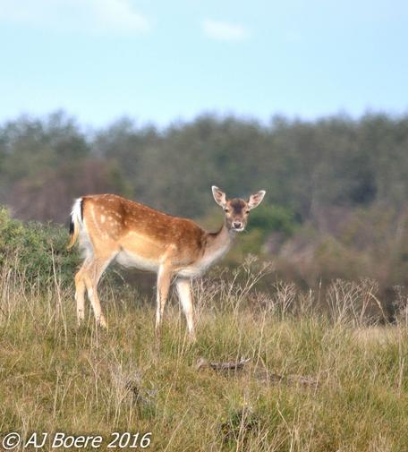 The male fallow deer is known as a buck, the female is a doe, and the young a fawn. Adult bucks are 140–160 cm (55–63 in) long, 85–95 cm (33–37 in) in shoulder height, and typically 60–100 kg (130–220 lb) in weight; does are 130–150 cm (51–59 in) long, 75–85 cm (30–33 in) in shoulder height, and 30–50 kg (66–110 lb) in weight. The largest bucks may measure 190 cm (75 in) long and weigh 150 kg (330 lb) Fawns are born in spring around 30 cm (12 in) and weigh around 4.5 kg (10 lb). Their lifespan is around 12–16 years.

Much variation occurs in the coat colour of the species, with four main variants: common, menil, melanistic, and leucistic – a genuine colour variety, not albinistic.White is the lightest coloured, almost white; common and menil are darker, and melanistic is very dark, sometimes even black (and is easily confused with the sika deer)