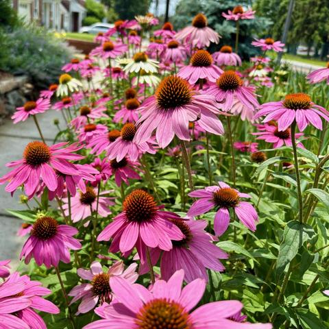 Purple coneflowers (Echinacea) in full bloom in a garden setting, displaying vibrant pink-purple petals with distinctive orange-brown spiky centers. The flowers are planted in a mass grouping with some white varieties mixed in, creating a colorful display against green foliage.