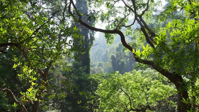 #News: 🌳Scientists discover fossil of endangered extant #tree in #Borneo 🇲🇾🇮🇩 It's not just animals and people! #Palmoil deforestation threatens this ancient botanical survivor. ✊ Take action! #BoycottPalmOil 🌴🪔🙊🧐⛔️ #Boycott4Wildlife #Vegan https://www.sciencedaily.com/releases/2025/05/250509132216.htm?utm_source=mastodon&utm_medium=Palm+Oil+Detectives&utm_campaign=publer