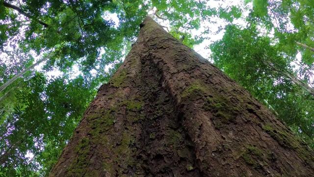 #News: 🌳Scientists discover fossil of endangered extant #tree in #Borneo 🇲🇾🇮🇩 It's not just animals and people! #Palmoil deforestation threatens this ancient botanical survivor. ✊ Take action! #BoycottPalmOil 🌴🪔🙊🧐⛔️ #Boycott4Wildlife #Vegan https://www.sciencedaily.com/releases/2025/05/250509132216.htm?utm_source=mastodon&utm_medium=Palm+Oil+Detectives&utm_campaign=publer