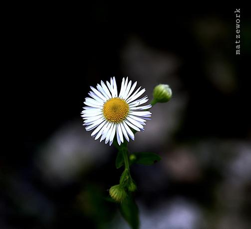 Gänseblümchen mit noch zwei grünen Blüten-Knospen, der Hintergrund ist dunkel gehalten bis schwarz.
Matzework