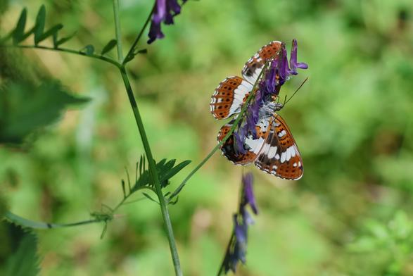 Ein braun-weiß farbener Schmetterling, der auf einer lila-farbenen Blüte sitzt. Der Hintetgrund ist verschwommen und grün.
Matzework