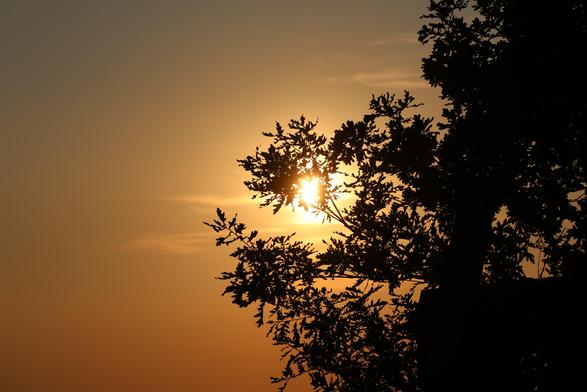 Die Abendsonne versteckt sich teilweise im Astwerk eines Baumes. Der Himmel um die Sonne ist orange-farben.
Matzework