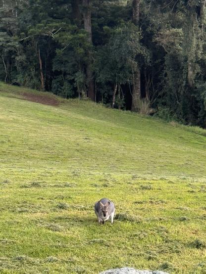 A female wallaby sits on mown grass waiting for the sun to come up. Behind her is forest.