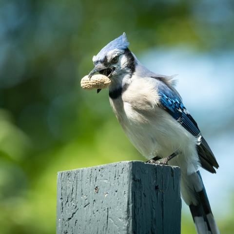 Picture of a blue jay standing on a wooden post with a peanut in its beak.