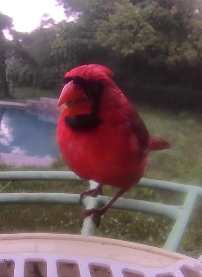 A red male cardinal perched in a bird feeder equipped with a camera.