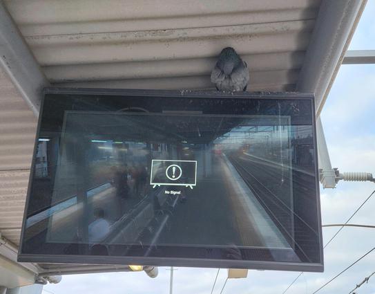 A platform timetable screen tucked under the platform roof sadly displays a No Signal message. On top of the didplay, a single grey pigeon is preening itself. The pigeons actually nest on the warm electronics box behind the screen and usually cause no issues.
