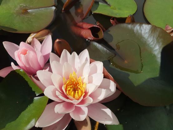 Zwei offene Seerosen zwischen Seerosenblättern auf einem Teich.