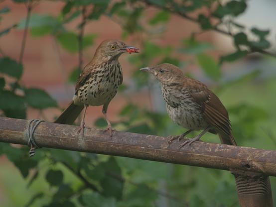 Adult brown thrasher and juvenile perched on a rusty horizontal pole. The adult's head is turned to the right, facing the juvenile, holding small red berries in their beak. The juvenile faces them with their beak closed.