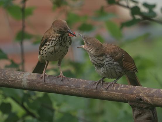 Adult brown thrasher handing off some red berries to a juvenile. The juvenile faces the adult with its beak open wide. The adult's is tilted to the side as they reach their beak (and the berries) toward the juvenile's open mouth.