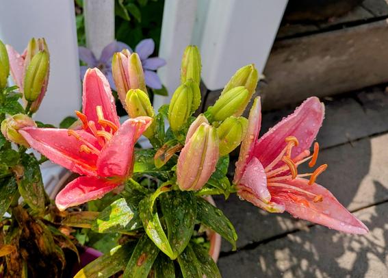Two pink lilies with orange stamen opened among a bunch of buds.
