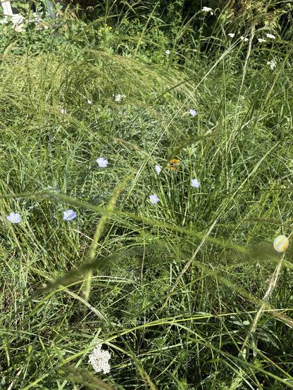 Wild flax, yarrow, lots of grass