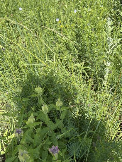 A riot of grass and flowers. At the front, pink wild bergamot, at the back, black eyed Susans and wild flax