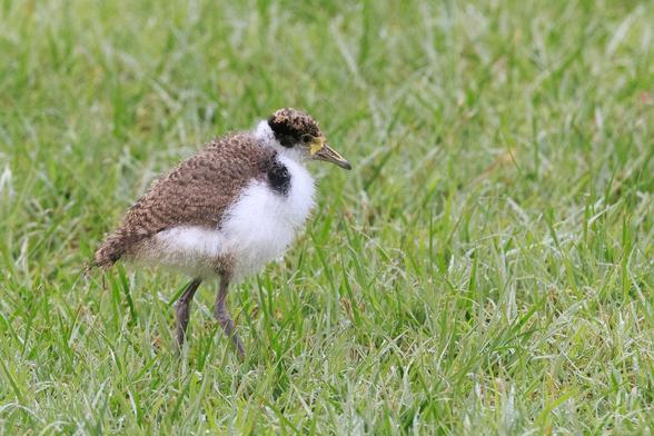 A very fluffy small bird with white chest and belly, brown mottled wings and head, yellowing beak and the beginnings of the yellow face-mask that they get their name from. It is standing on a lawn.