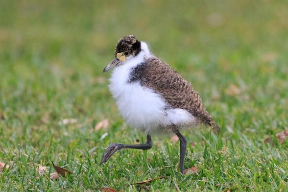 A very fluffy small bird with white chest and belly, brown mottled wings and head, yellowing beak and the beginnings of the yellow face-mask that they get their name from. It is walking from right to left.