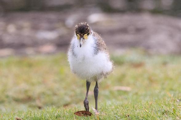 A very fluffy small bird with white chest and belly, brown mottled wings and head, yellowing beak and the beginnings of the yellow face-mask that they get their name from. It is standing on a lawn facing the camera and looking like a fluffy ball.