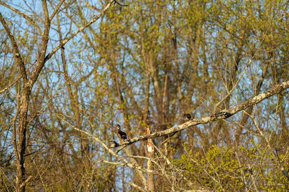 A pair of Wood Ducks perched on a mossy tree branch, framed by spring foliage and crisscrossing limbs under a clear blue sky.