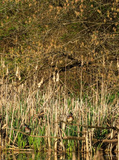Two male Wood Ducks resting on low branches above a marsh, surrounded by tall green and dry reeds in early spring growth.