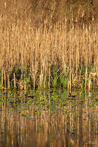 Two male Wood Ducks floating among green lily pads in a still pond, backed by golden cattails catching the evening light.