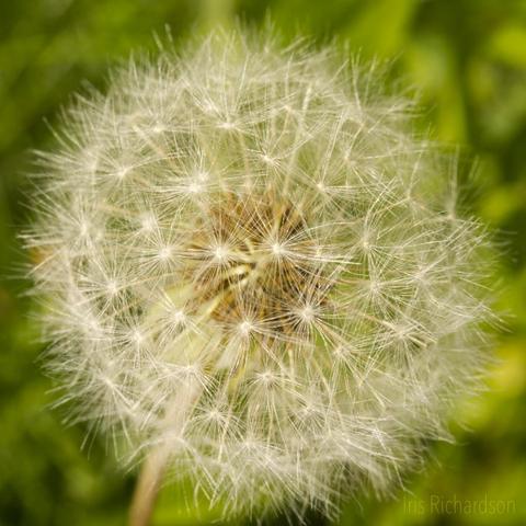 A white dandelion puffball fully in bloom with a textured green background macro photograph