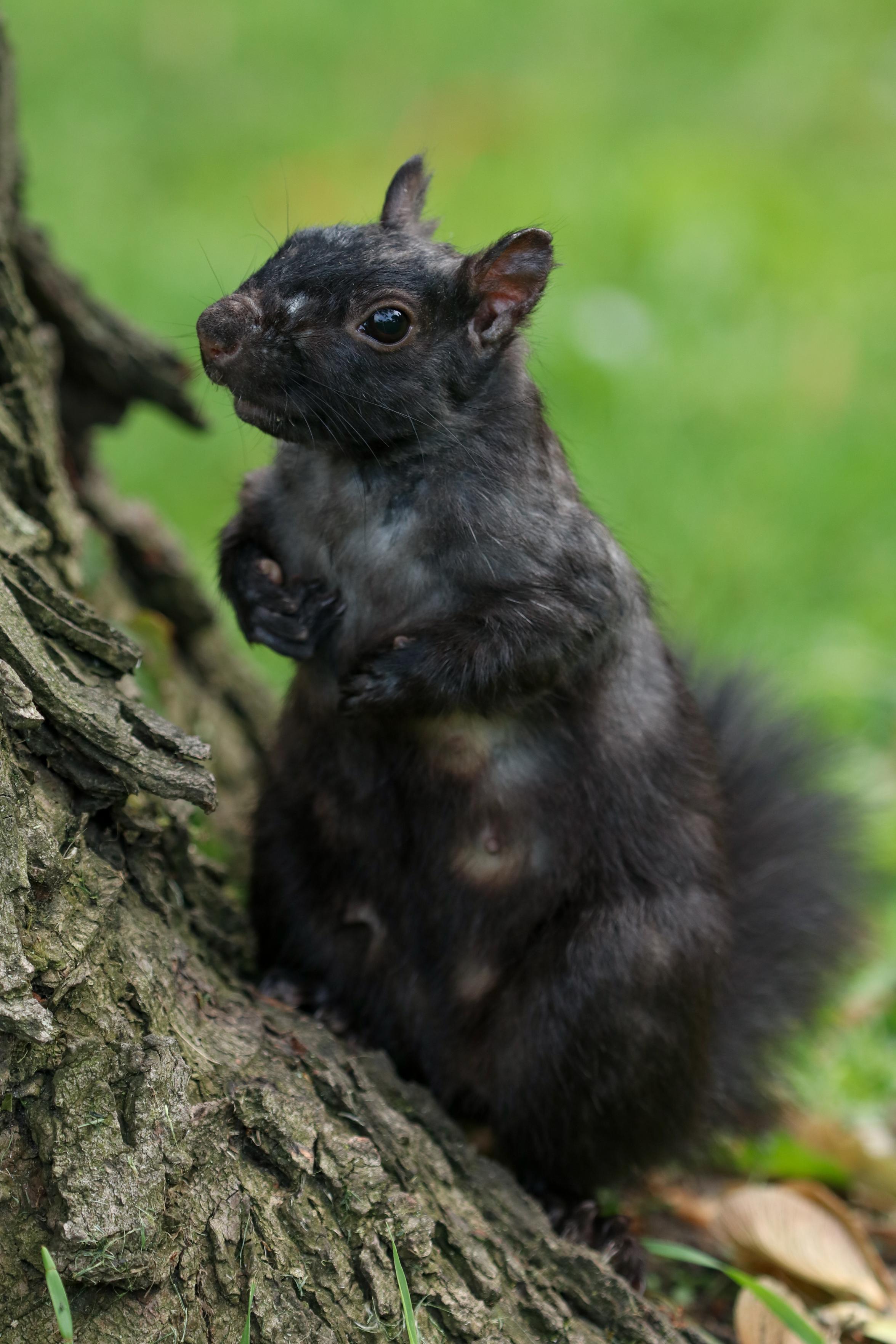 Close-up photo of a female Eastern Grey Squirrel standing on her haunches at the trunk of a tree. Her front paws are tucked into her chest, and her swollen teats are showing. She has patchy fur from nesting, and is looking eagerly at the camera in hopes I have snacks (I did not).