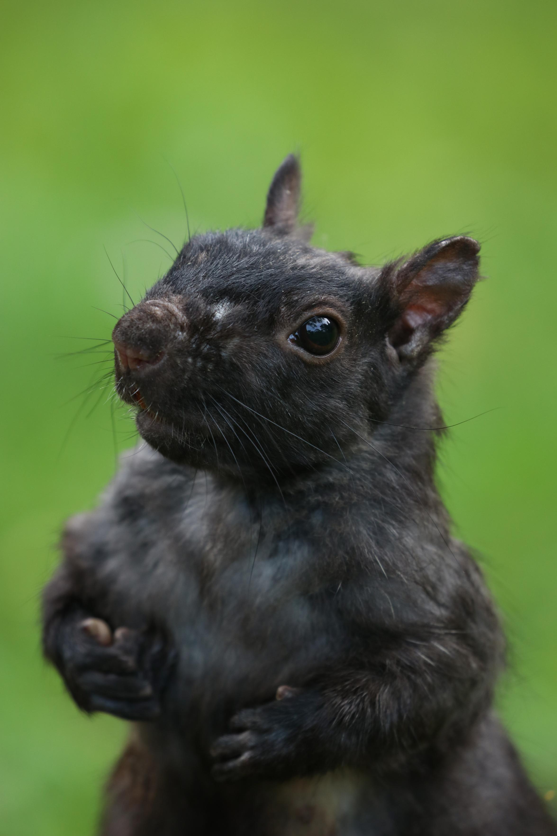 Close-up photo of a female Eastern Grey Squirrel from the belly up. Her front paws are tucked into her chest, and she has patchy fur from nesting. It looks like she has some sort of scar across her nose. She is looking eagerly at the camera in hopes I have snacks (I did not).