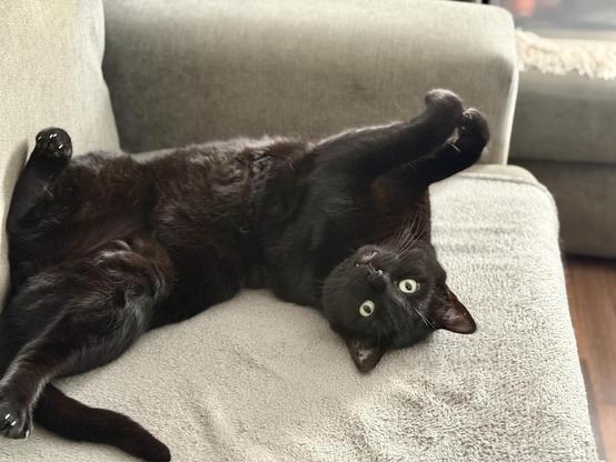 A black cat stretching out on the sofa. He is lying on his back, twisted at the middle, front paws pointing in a different direction to the rear paws.