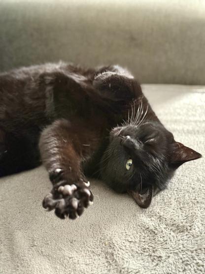 A black cat lying in his back on the sofa. He is reaching out with one paw, murder claws partially deployed. Whether intended or an accident of timing of a photo, he is winking at the human behind the camera.