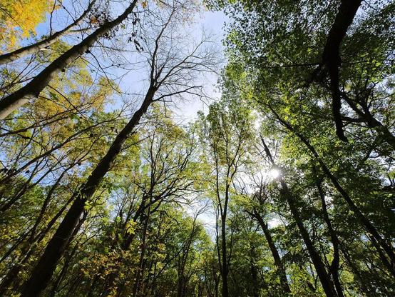 Photo of a forest scene in early autumn, with a mix of green and yellow leaves.