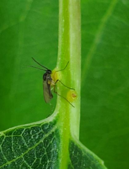 A small fly visits a nectar-producing protrusion on the stalk of a cherry leaf.
