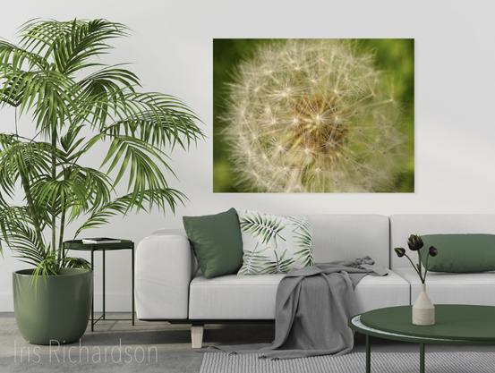 Dandelion puffball macro photography print in room setting