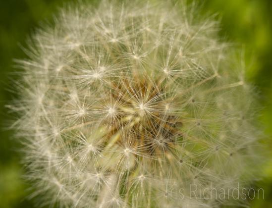 Dandelion puffball macro photograph