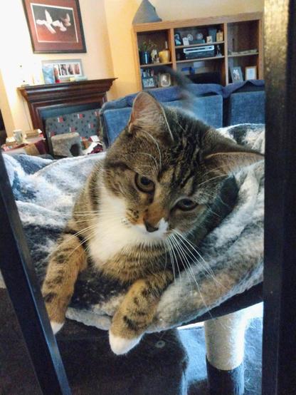 Pax, our little tabby cat with white markings, is lying in her nest of grey and white blankets on top of a cat tower by a stairway.  One of the wrought iron rails from the stairway can be seen on the left.  Pax's head is slightly tilted towards the right as she looks down.  Her striped forelegs with white mittens are hanging over the nest of blankets.
