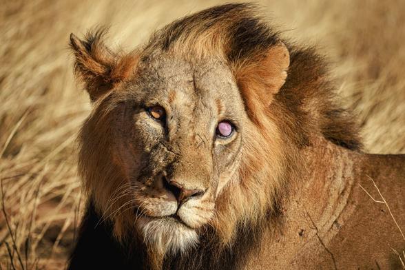 A close-up photo of a male lion's face exhibiting many scars and one clouded, blind eye, with his mane blowing in the wind and golden brown grass the same color as his fur in the background behind him.