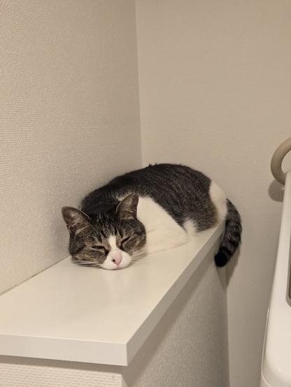 ツチノコは一般家庭に生息していた！？熟睡する猫ちゃんが“そっくり”と話題（おたくま経済新聞） - ｄメニューニュース