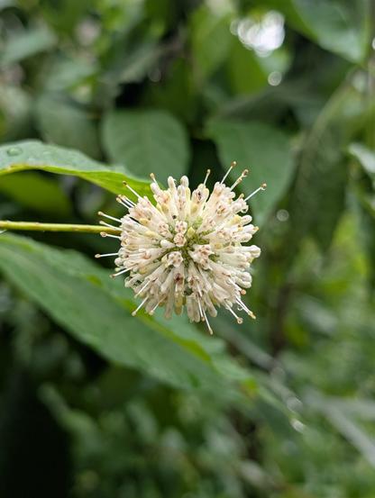 A cute white buttonbush sphere in full bloom.