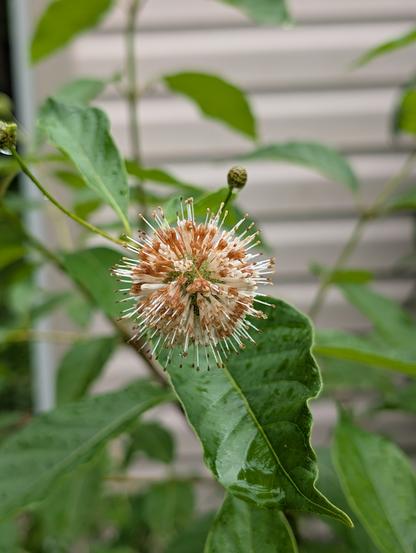 A past peak buttonbush sphere, turning brown.